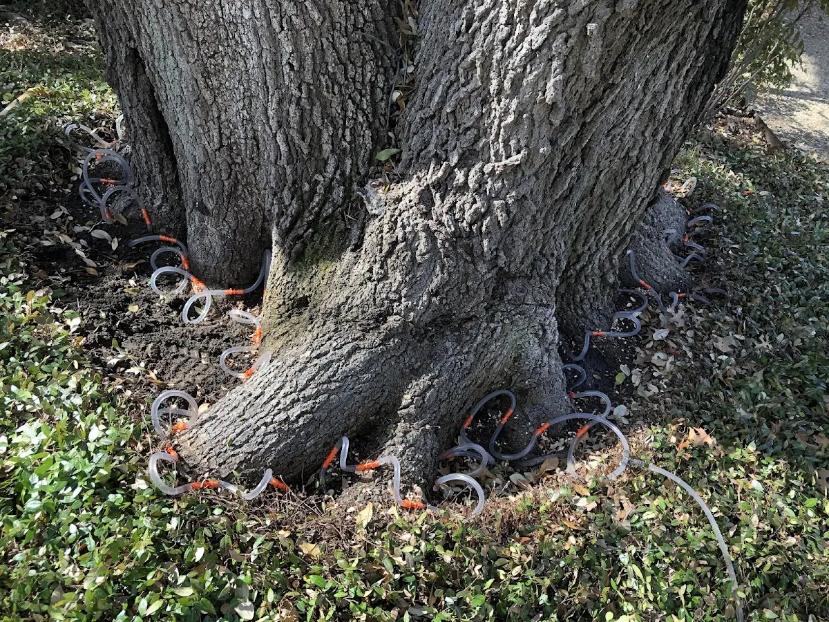 Detailed Tree Cabling and Bracing job site in Blauvelt