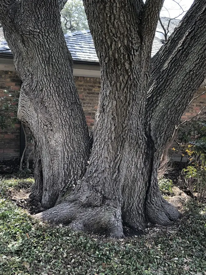 Mature heritage tree close to a Blauvelt property cared for by certified arborists